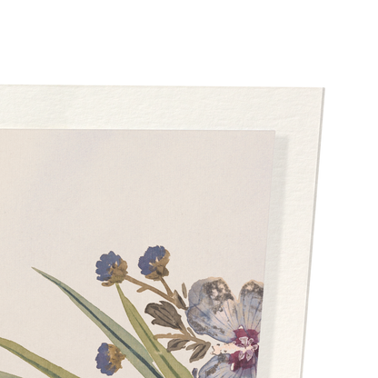 FLOWER AND TOAD (19TH C): Animal (other) Art Print