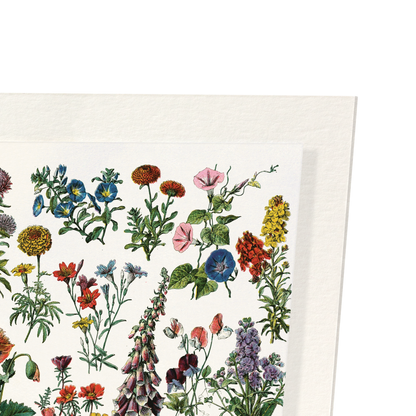 ILLUSTRATION OF FLOWERS - A (C.1900): Painting Art Print