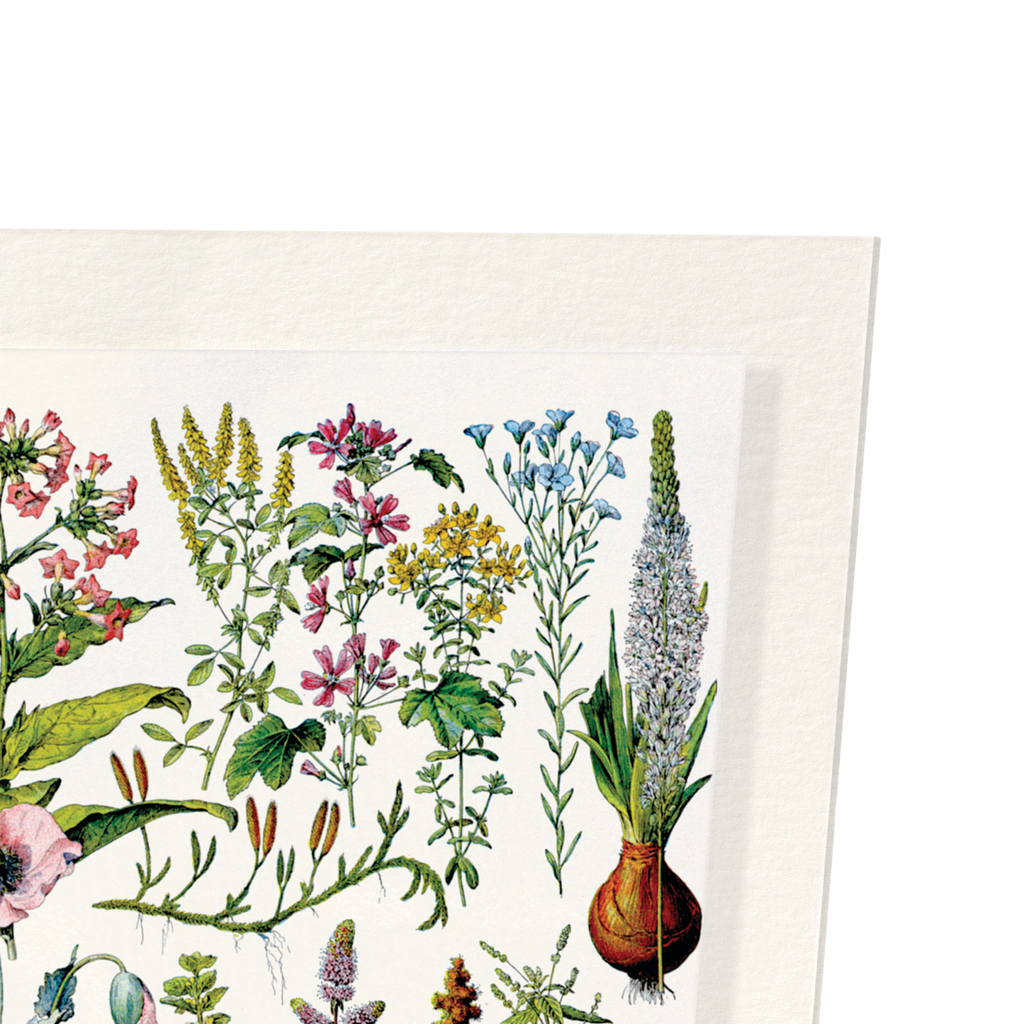 ILLUSTRATION OF FLOWERS - B (C.1900): Painting Art Print