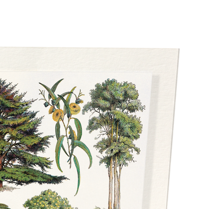ORNAMENTAL TREES - A (1932): Painting Art Print