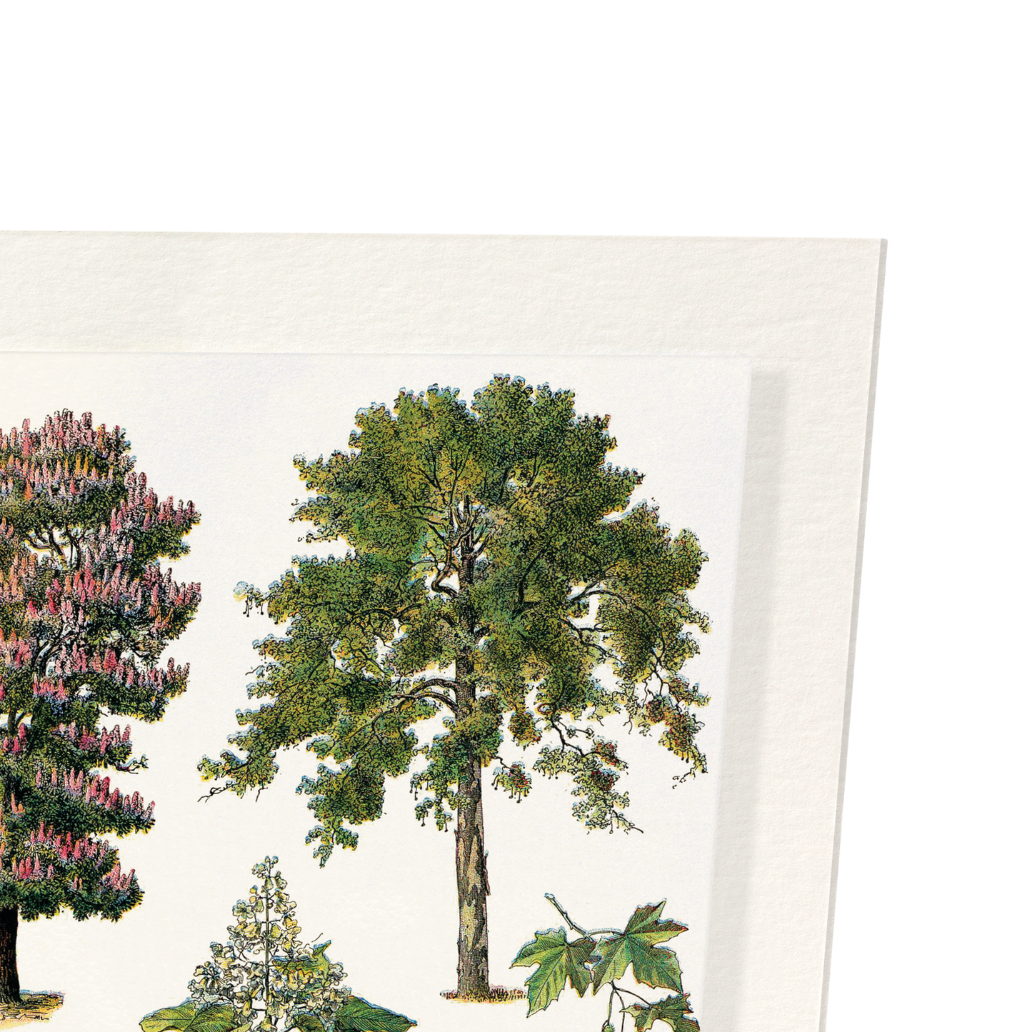 ORNAMENTAL TREES - B (1932): Painting Art Print