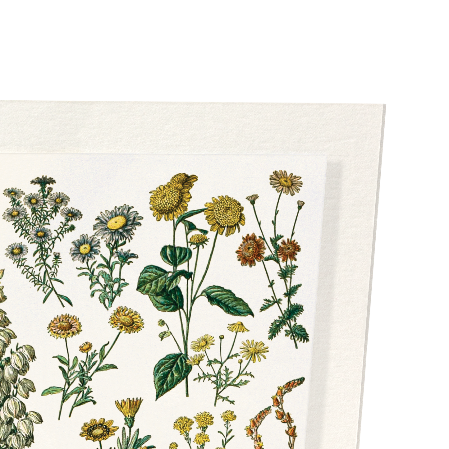 ILLUSTRATION OF FLOWERS - C (C.1900): Painting Art Print