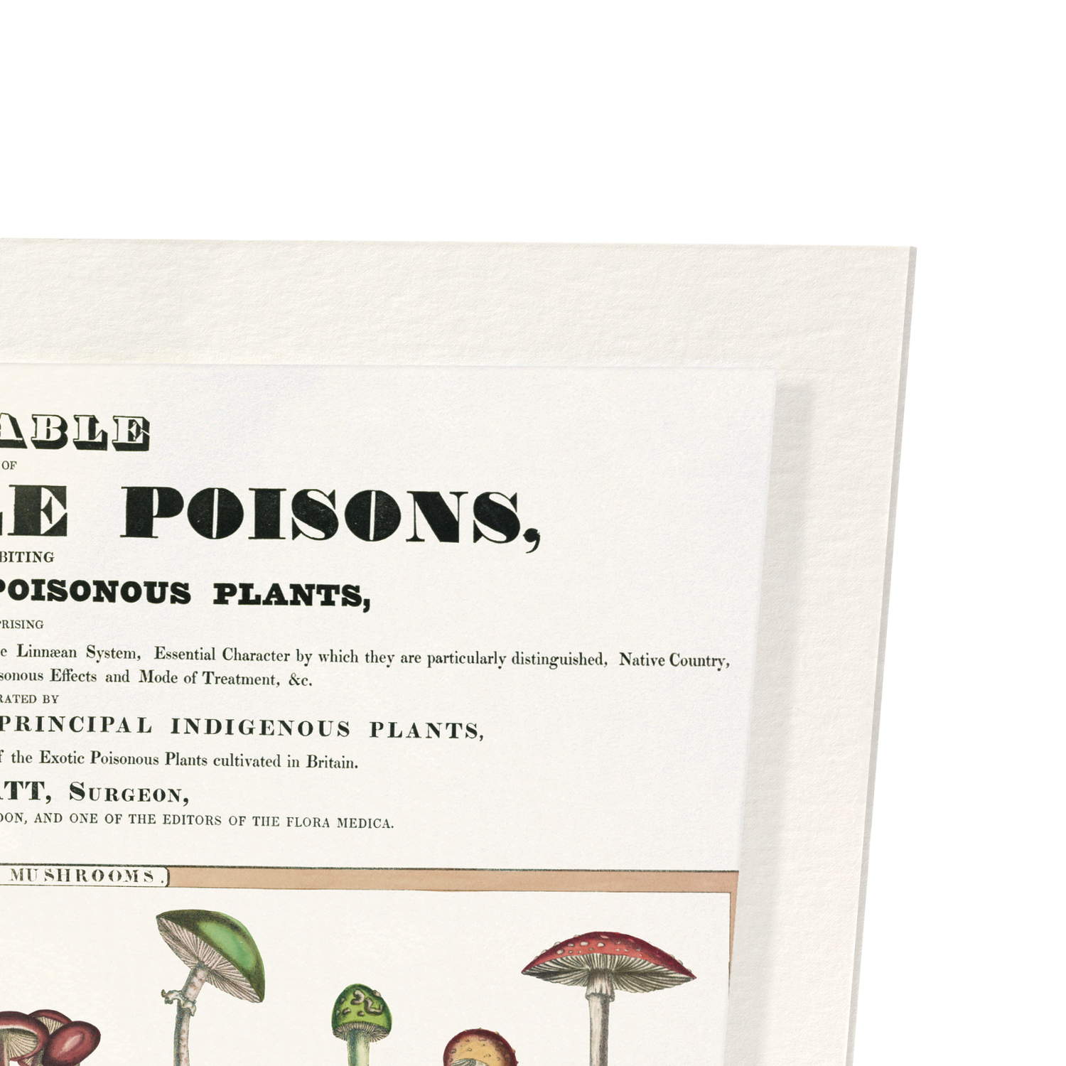 POISONOUS MUSHROOMS (1843): Botanical Art Print