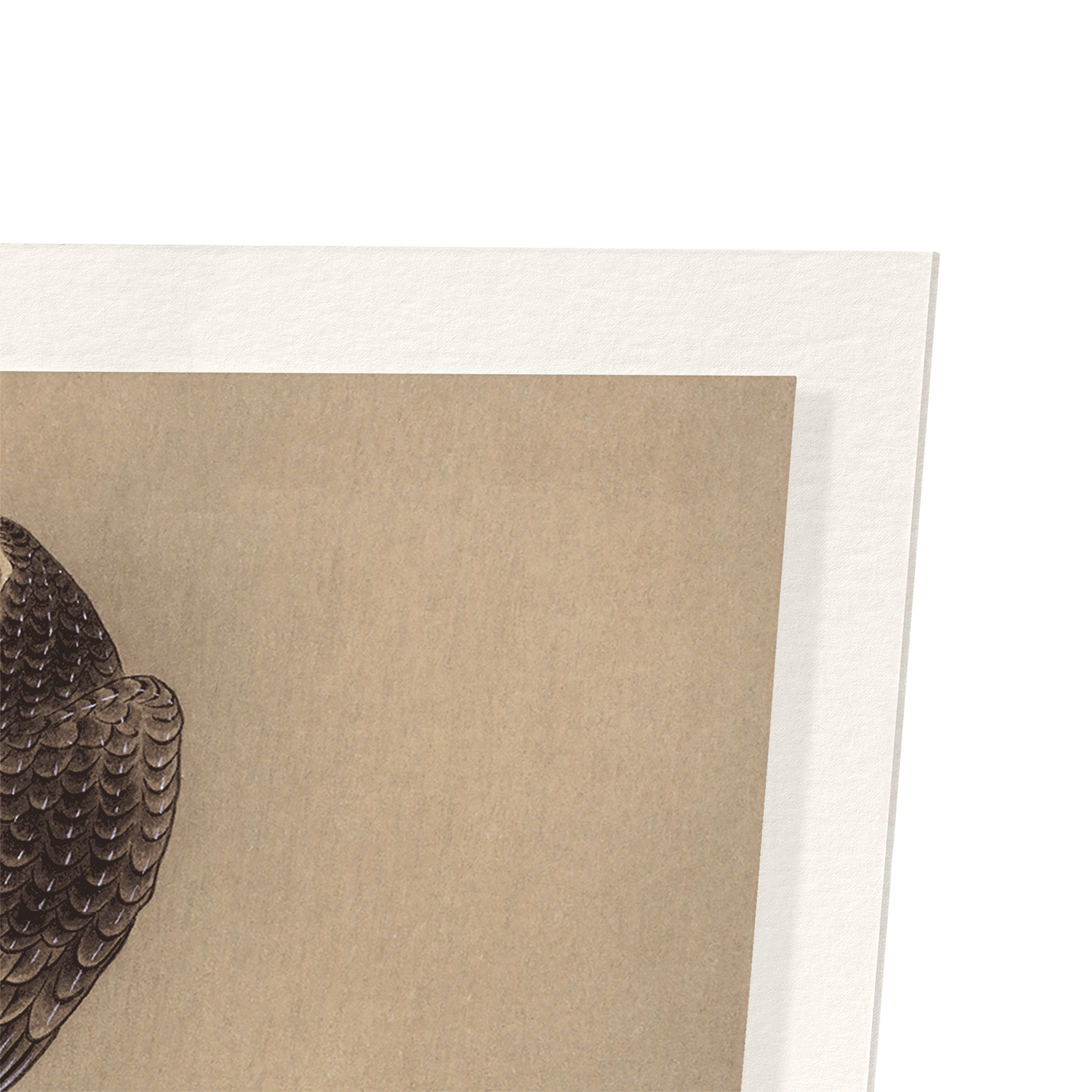 EAGLE AND PINE TREE: Japanese Art Print
