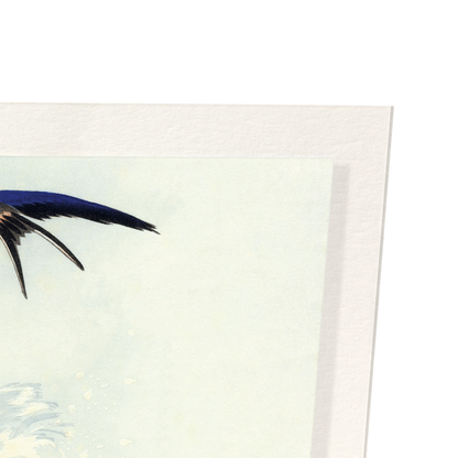 SWALLOW IN FLIGHT: Japanese Art Print