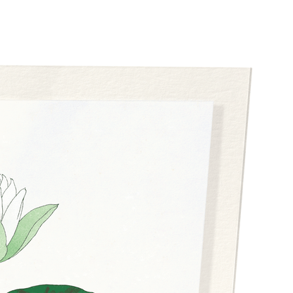 WHITE WATERLILY: Japanese Art Print