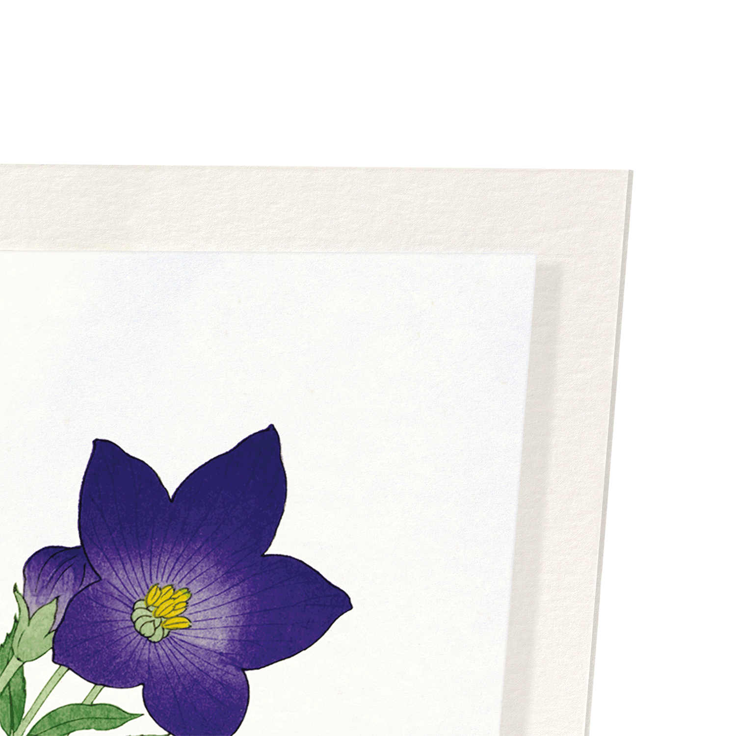 PURPLE BELL FLOWER: Japanese Art Print