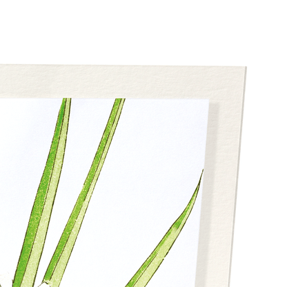 THANK YOU (FREESIA FLOWER): Japanese Art Print
