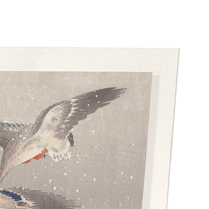 TWO MALLARDS DUCKS IN FLIGHT: Japanese Art Print