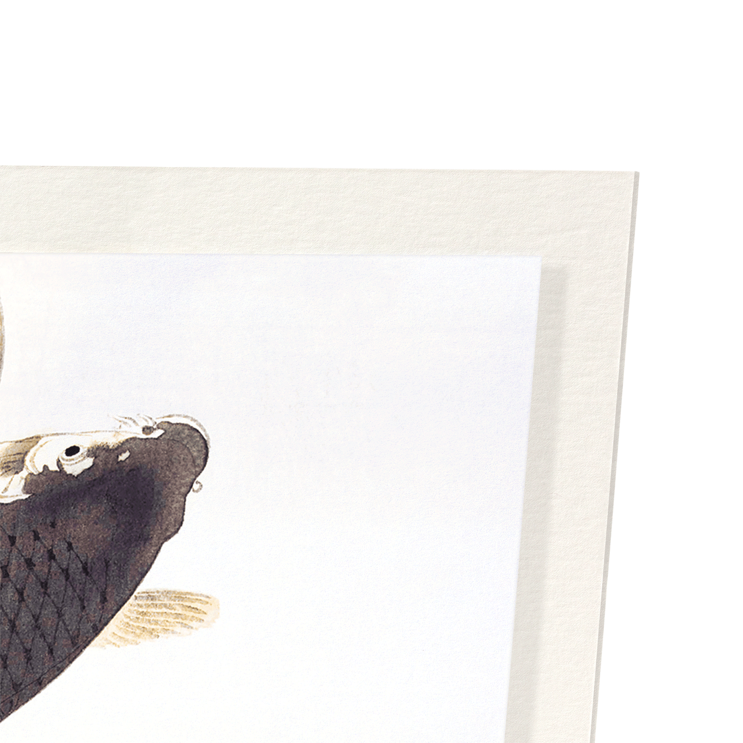 JUMPING CARP: Japanese Art Print