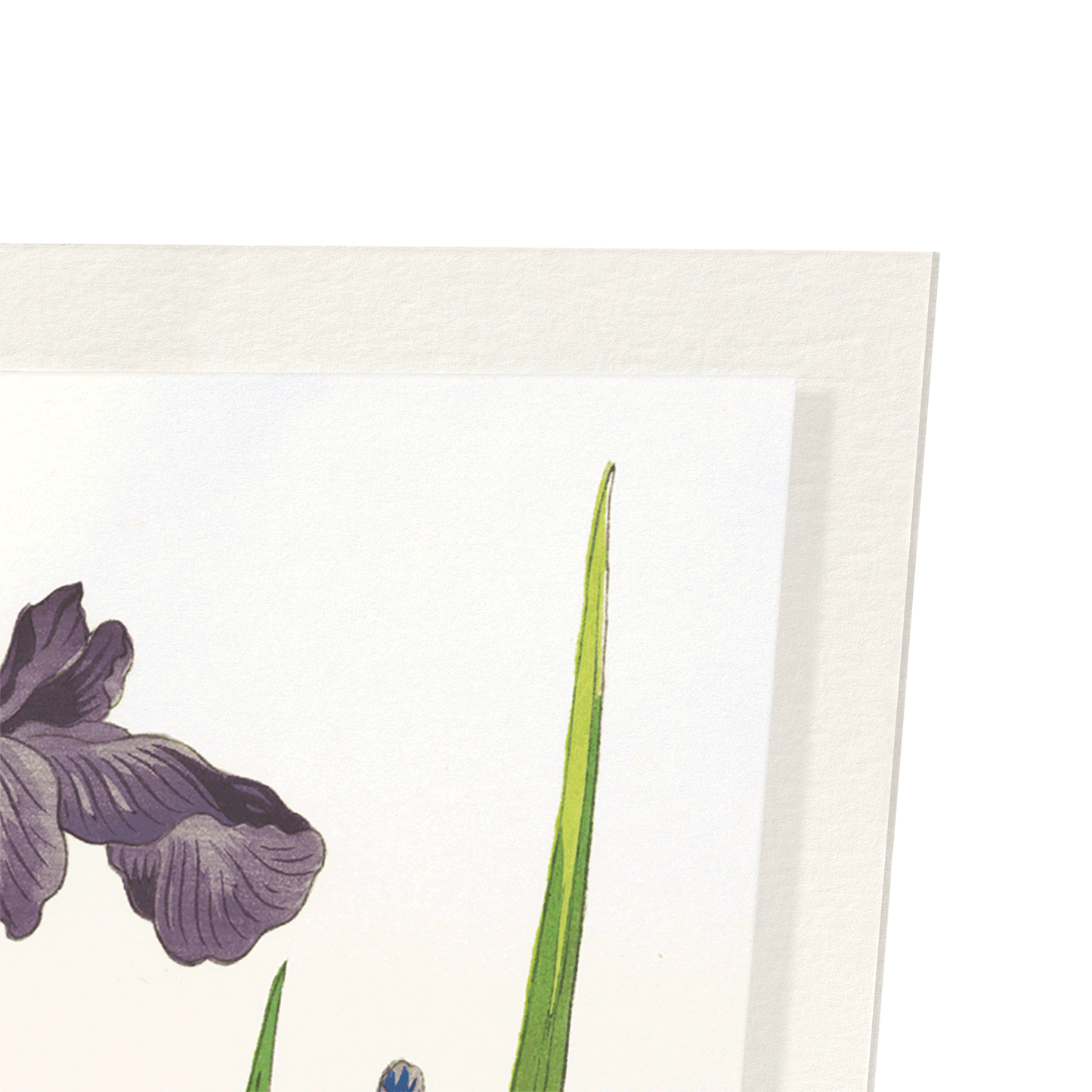 THREE IRIS FLOWERS (1937): Japanese Art Print