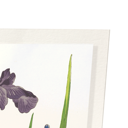 THREE IRIS FLOWERS (1937): Japanese Art Print