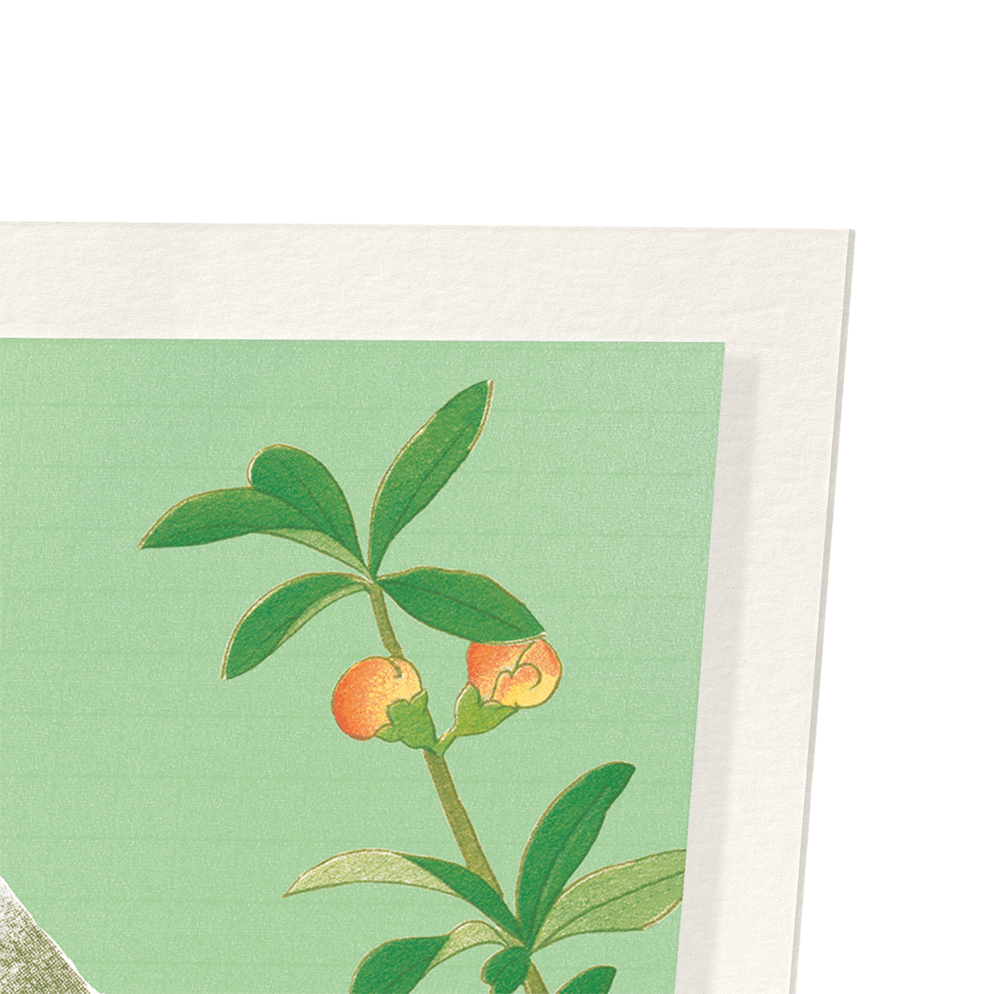 EURASIAN BULLFINCH WITH CHINESE QUINCE (C.1930): Japanese Art Print