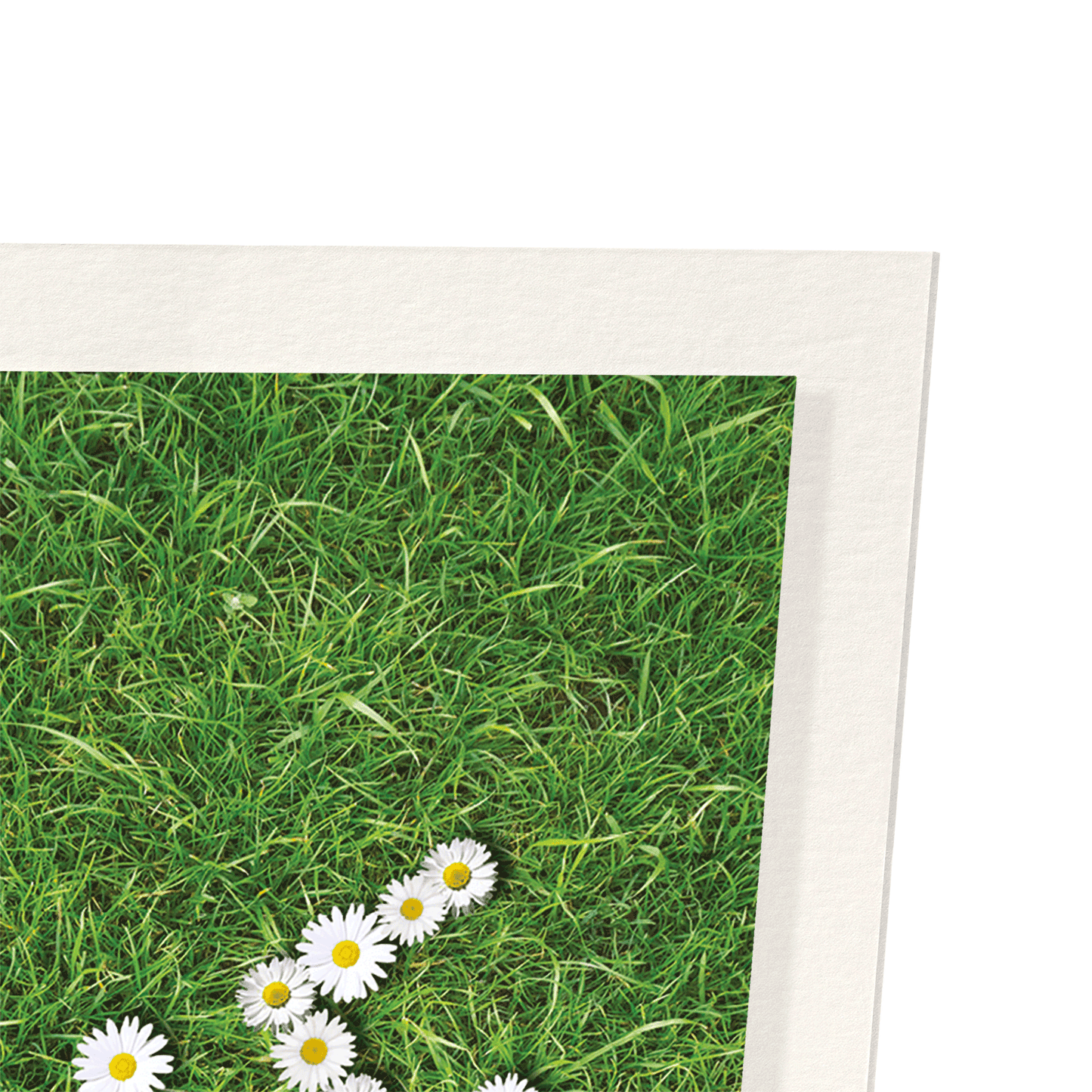 DAISY OF LOVE: Photo Art Print