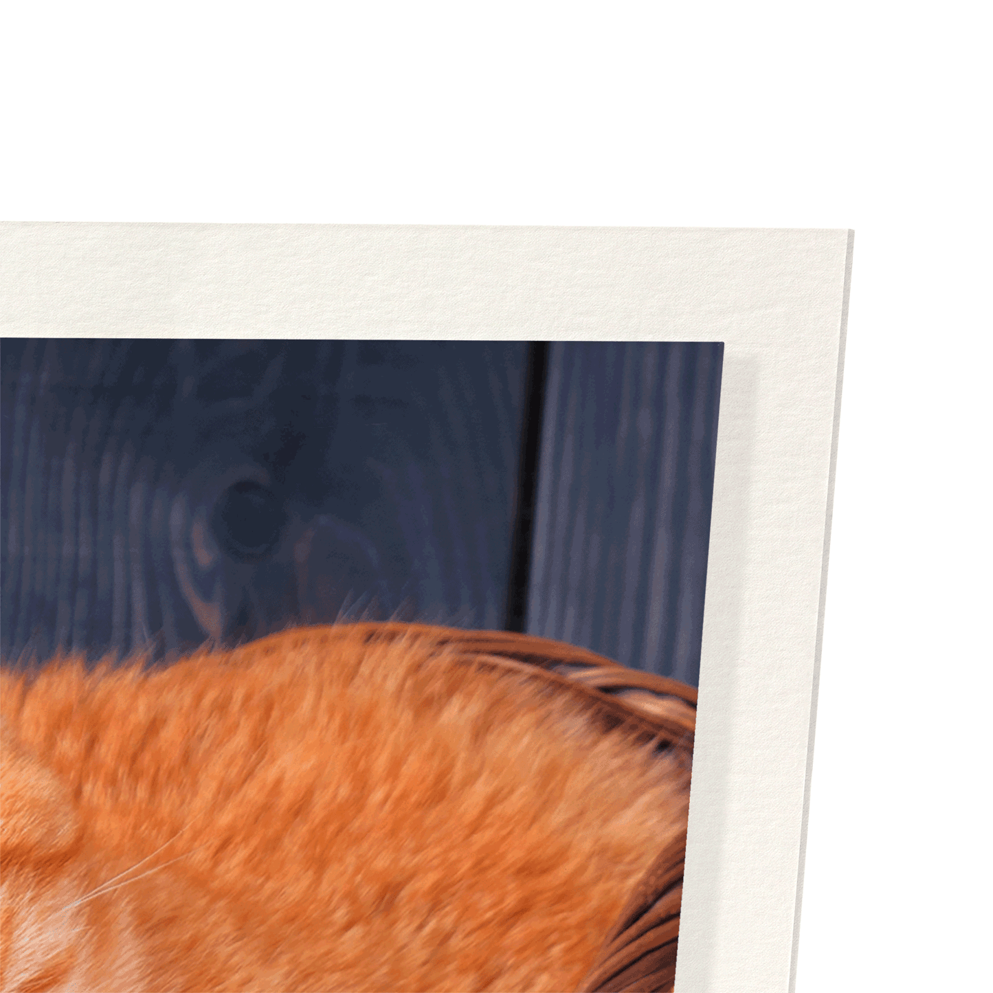 EASTER CAT: Photo Art Print