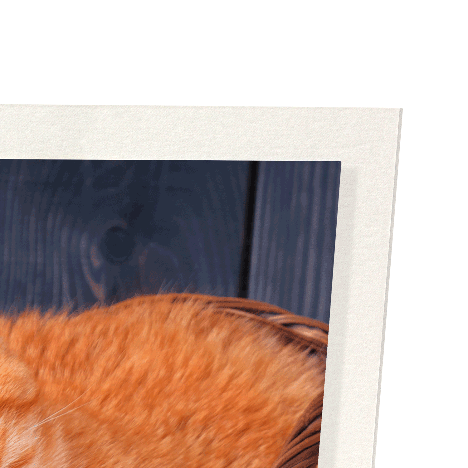 EASTER CAT: Photo Art print