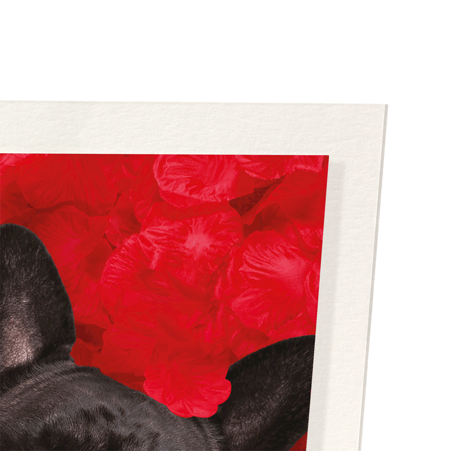 FRENCHIE DREAM: Photo Art Print