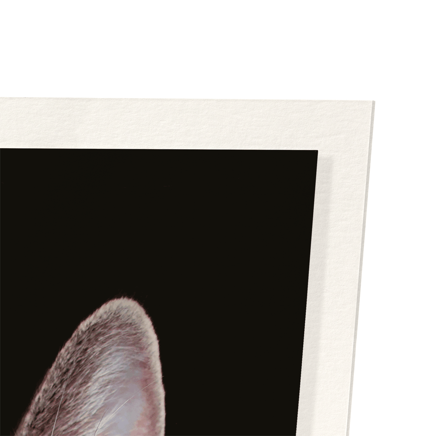COOL CAT: Photo Art Print