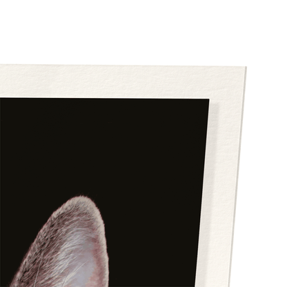 COOL CAT: Photo Art Print