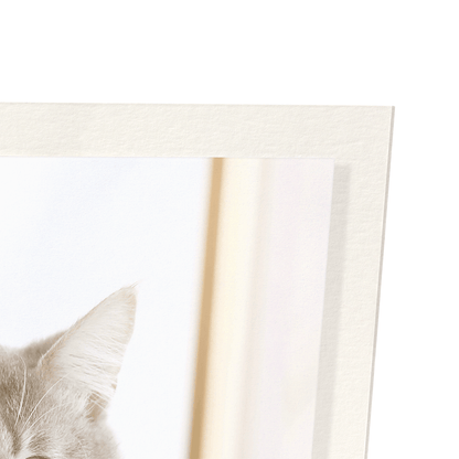 GROOMED KITTEN: Photo Art Print