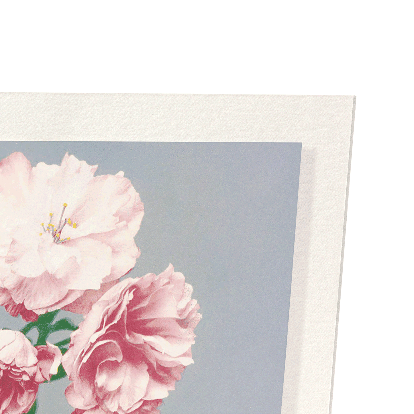 PHOTOMECHANICAL PRINT OF CHERRY BLOSSOM (C.1890): Photo Art Print