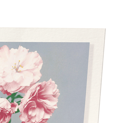 PHOTOMECHANICAL PRINT OF CHERRY BLOSSOM (C.1890): Photo Art Print