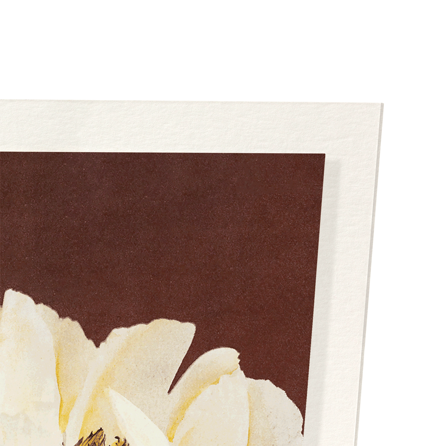 PHOTOMECHANICAL PRINT OF HÆRDACEOUS PEONIES (C.1890): Photo Art Print