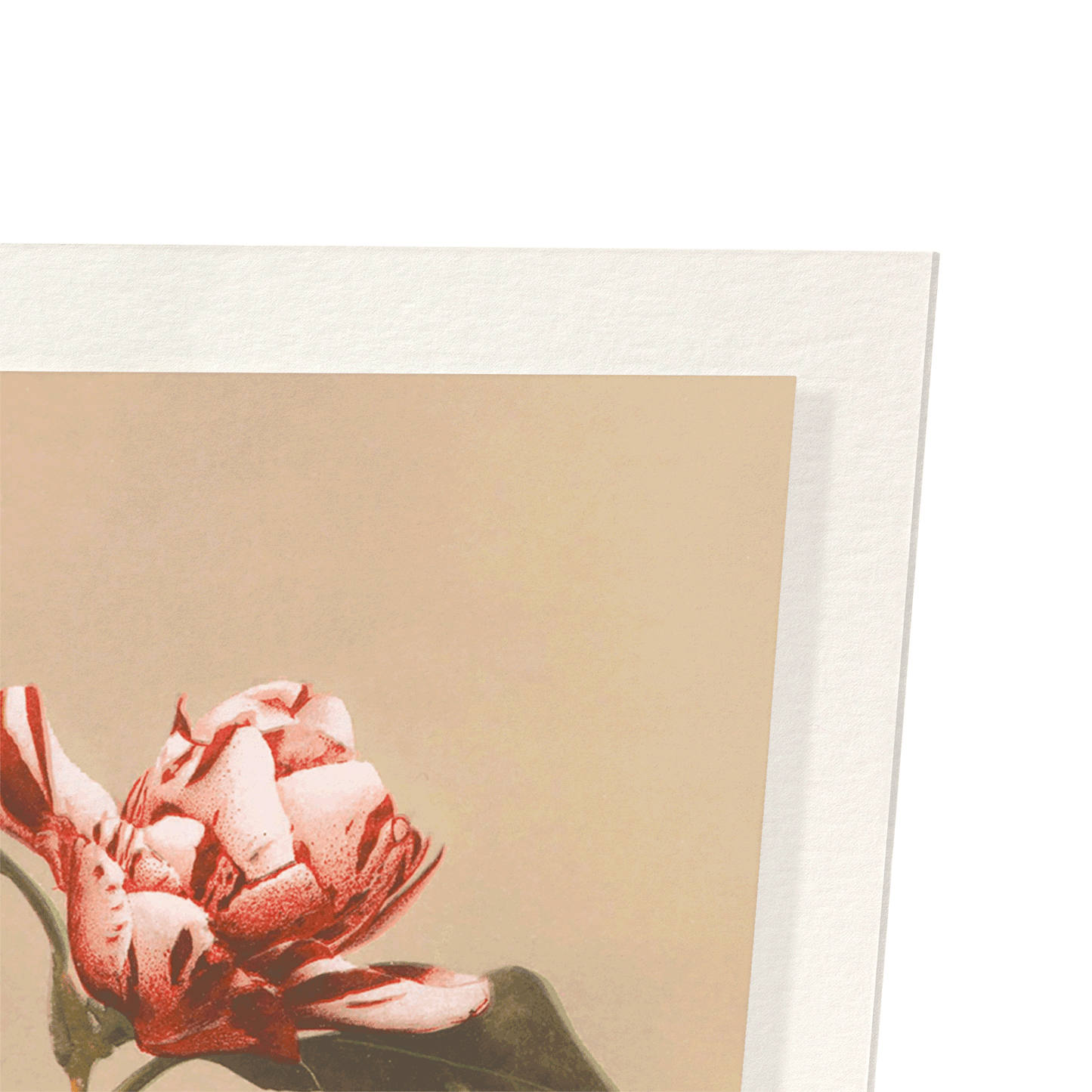PHOTOMECHANICAL PRINT OF CAMELLIAS (C.1890): Photo Art Print