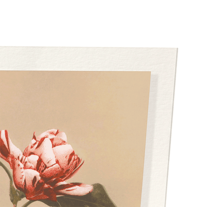 PHOTOMECHANICAL PRINT OF CAMELLIAS (C.1890): Photo Art Print