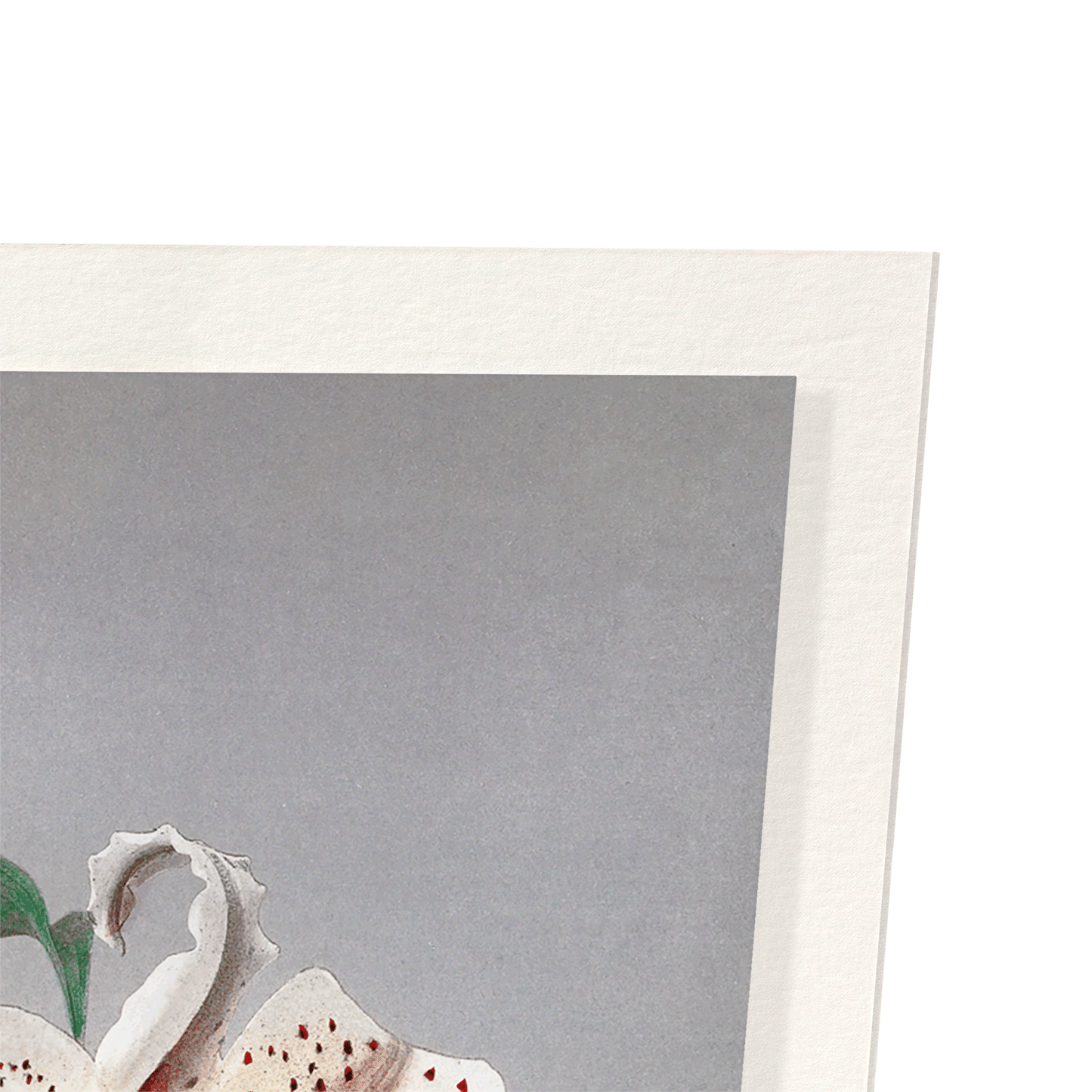 PHOTOMECHANICAL PRINT OF LILIES (C.1890): Photo Art Print