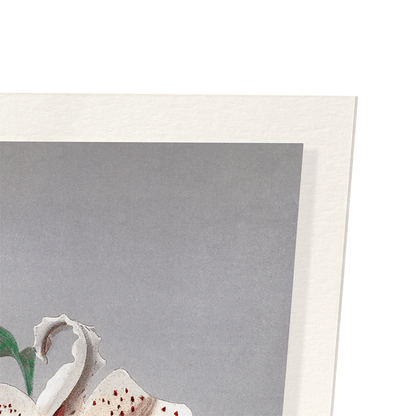 PHOTOMECHANICAL PRINT OF LILIES (C.1890): Photo Art Print