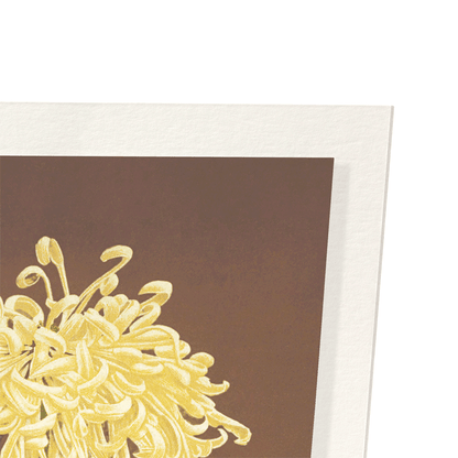 PHOTOMECHANICAL PRINT OF CHRYSANTHEMUMS (C.1890): Photo Art Print