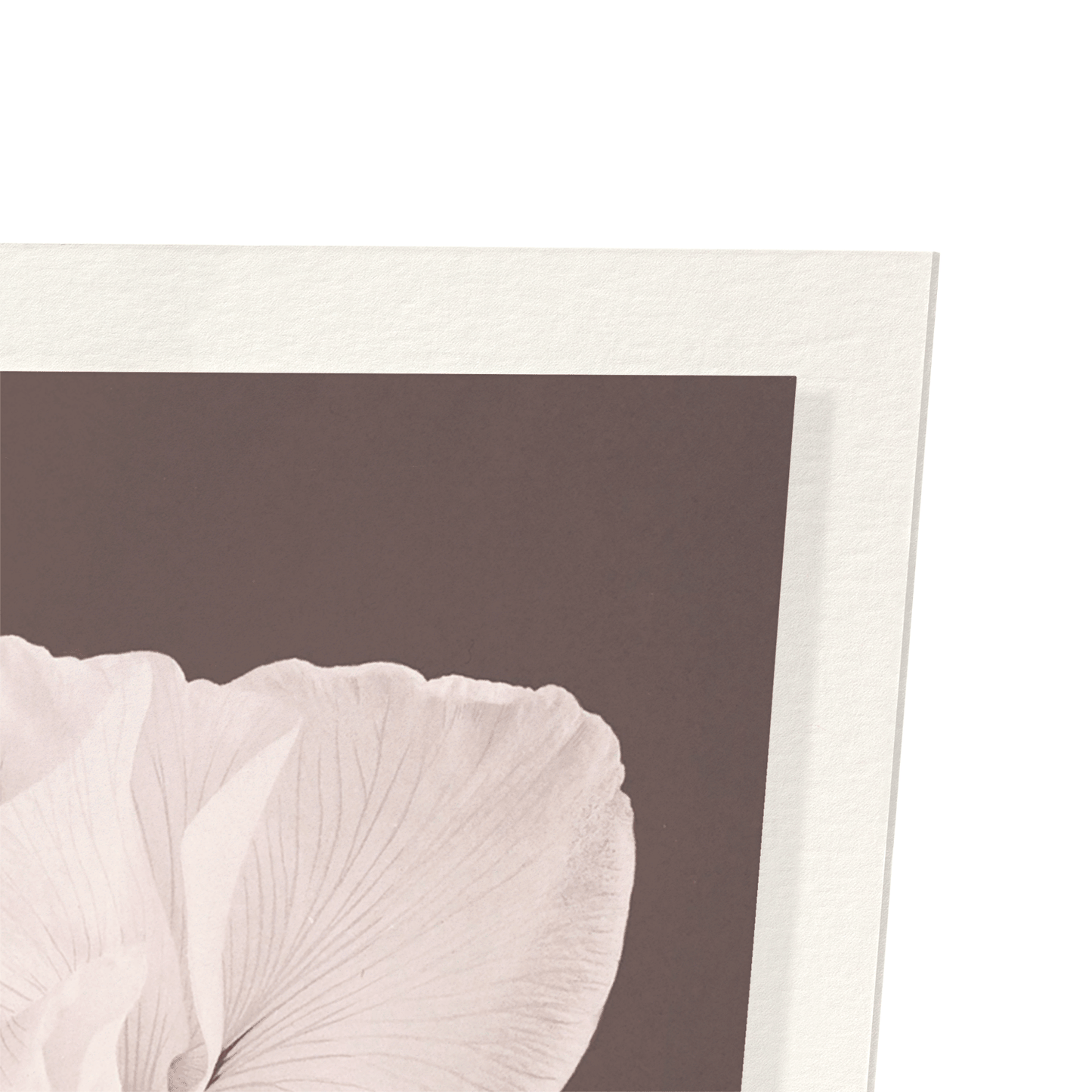 PHOTOMECHANICAL PRINT OF WHITE IRISES (C.1890): Photo Art Print