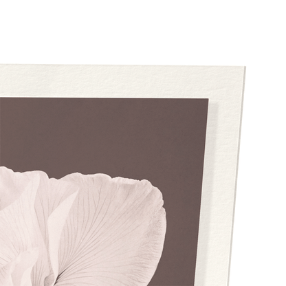 PHOTOMECHANICAL PRINT OF WHITE IRISES (C.1890): Photo Art Print